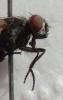 Musca domestica